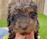 Poodle Puppies For Sale Puppy Love PR
